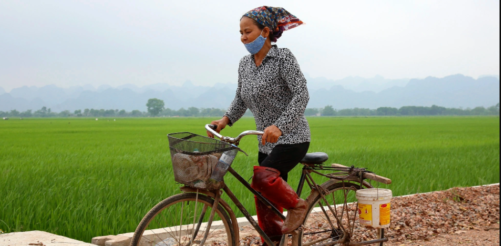 Xe đạp 40 năm trước giá vài chỉ vàng nay chỉ dùng đi chăn bò, thăm ruộng