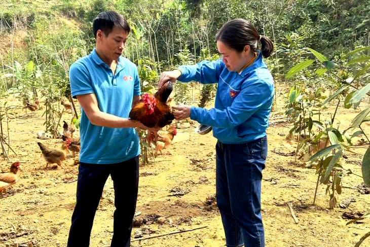 Cho gà uống trà hoa vàng, ăn dược liệu thu lãi cả trăm triệu