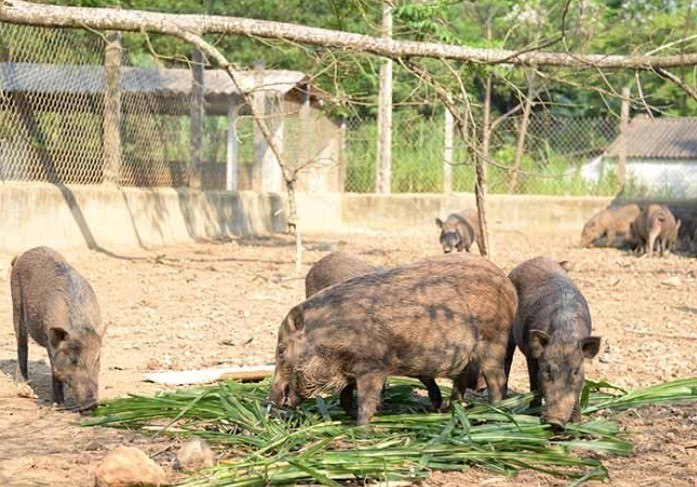 Anh nông dân thu hàng trăm triệu đồng nhờ nuôi loài vậtham ăn rau cỏ