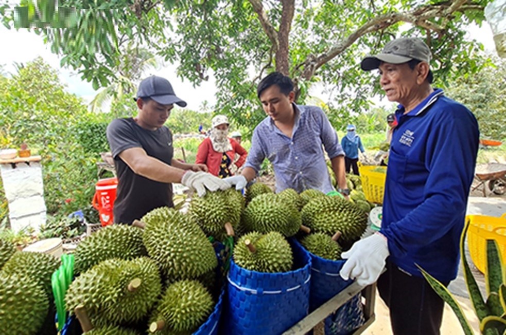 Nông dân thu tiền tỷ nhờ trái nhà giàu vạn người mê