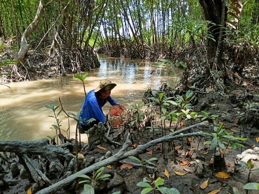 Săn ba khía miền Tây cùng thợ rừng Cà Mau